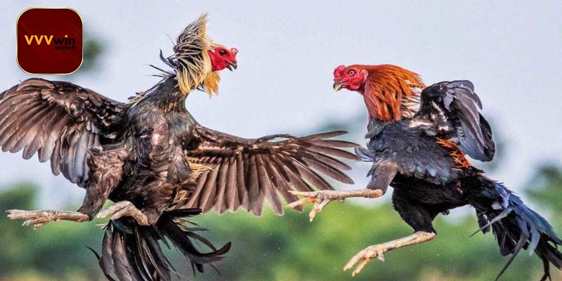 Giới Thiệu Sảnh Đá Gà Cựa sắt VVVwin