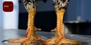 Vảy gà án thiên là gì?