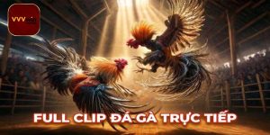 Sức hấp dẫn đặc biệt của đá gà trực tiếp C4