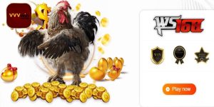 Tổng quan về sảnh WS168 đá gà VVVwin
