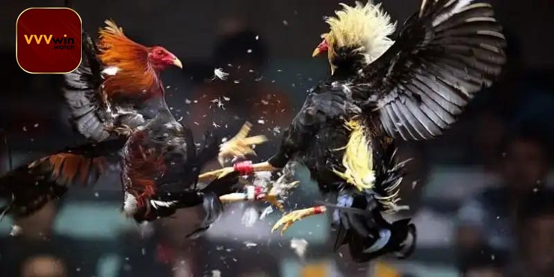 Điểm Nổi Bật Của Sảnh Cá Cược Đá Gà Cựa sắt VVVwin