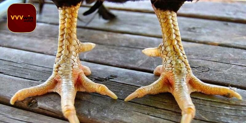 Đặc điểm nổi bật của vảy án thiên 