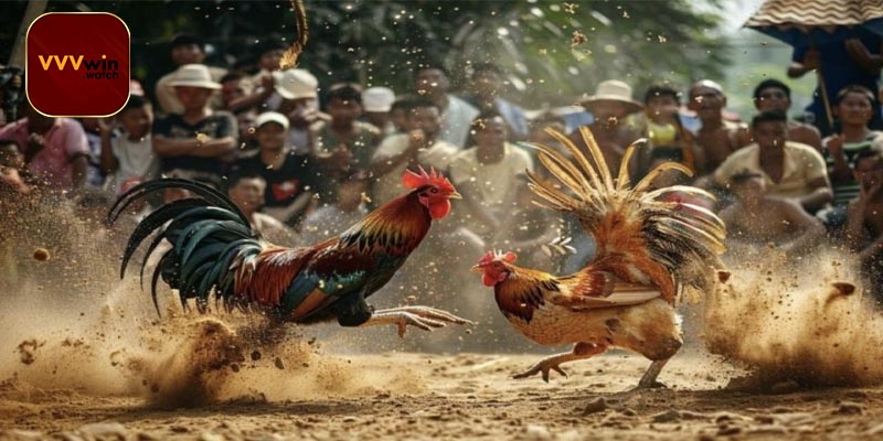 Các hình thức đá gà C4 độc đáo không thể bỏ qua