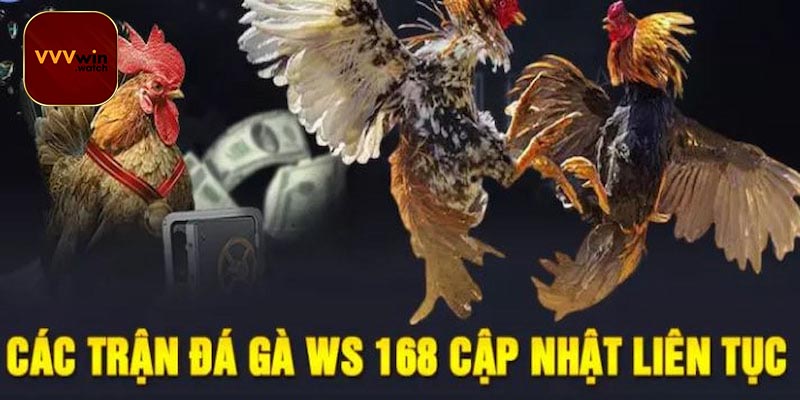 Những thông tin quan trọng về sảnh WS168 đá gà VVVwin
