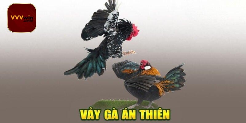 Các giống gà nổi bật sở hữu của vảy án thiên