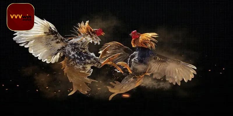 Bí quyết cá cược đá gà C4 thành công