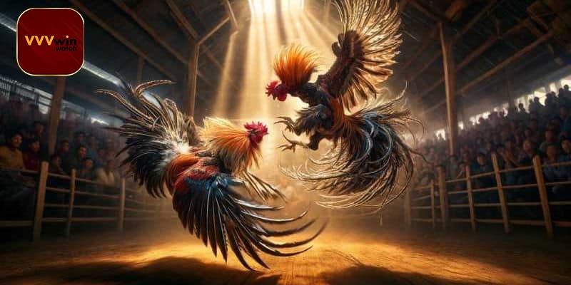 Từng Bước Đặt Cược Đá Gà Cựa sắt VVVwin Nhanh Chóng